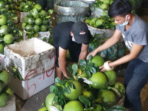 Nước ép bưởi: Đồ uống giàu vitamin, khoáng chất