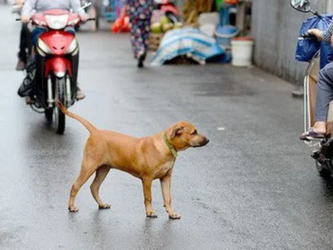 Thiếu niên 14 tuổi mắc bệnh dại sau 1 tháng bị chó cắn