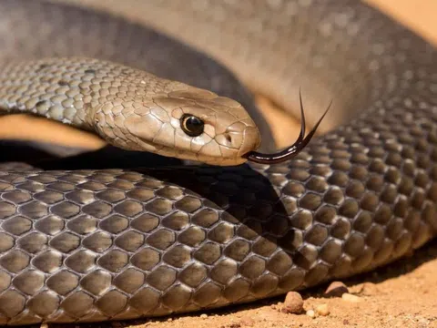 Thợ bắt rắn kể lại giây phút đối mặt loài rắn cực độc