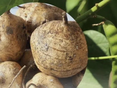 Gia đình 6 người nhập viện nghi ngộ độc sau khi ăn hạt cây củ đậu