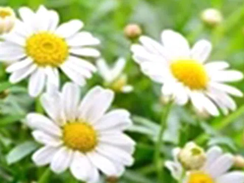 11 thảo dược cải thiện sức khỏe