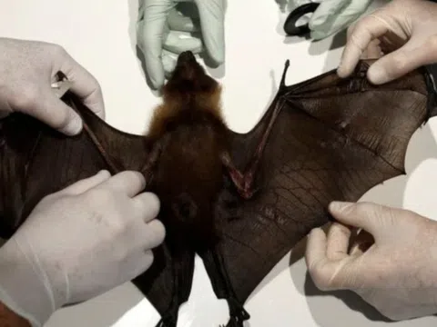 Vi rút Nipah có phải vi rút mới, mức độ lây lan cao?