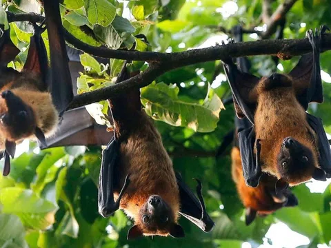 WHO lên tiếng về virus Nipah