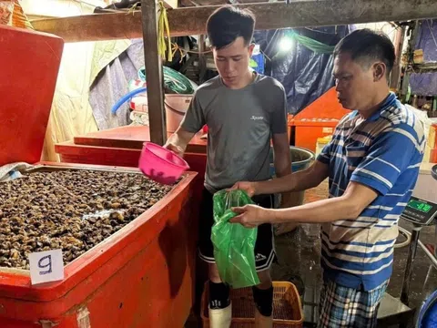 500 tấn hóa chất ngâm ốc bươu ở TP.HCM: Âm thầm hại gan, suy thận