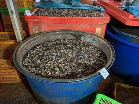 Buồn nôn, kinh hãi khi thấy thùng phuy ốc tắm hóa chất ở TP.HCM