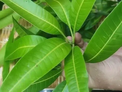 Tác dụng bất ngờ của lá xoài đối với đường huyết