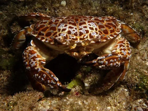 Độc tố trong 'cua quỷ' khiến nữ vlogger nổi tiếng tử vong