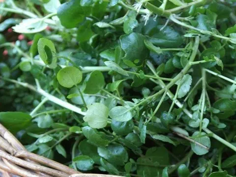 Loại rau chứa vô số ký sinh trùng, rửa càng kỹ càng tốt