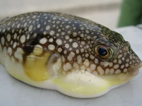 Hai ca nghi ngộ độc cá nóc ở Quảng Ninh, Bộ Y tế yêu cầu khẩn trương điều tra