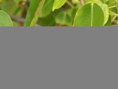 Quả táo nguy hiểm nhất thế giới