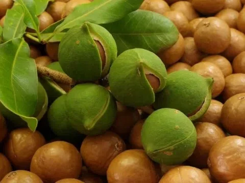 Loại hạt thuộc top đắt nhất thế giới, bổ dưỡng có nhiều ở Việt Nam