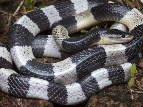 Loài rắn độc mạnh hơn hổ mang chúa