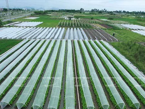 Một số giải pháp nâng cao hiệu quả hoạt động của các HTX nông nghiệp trên địa bàn Hà Nội
