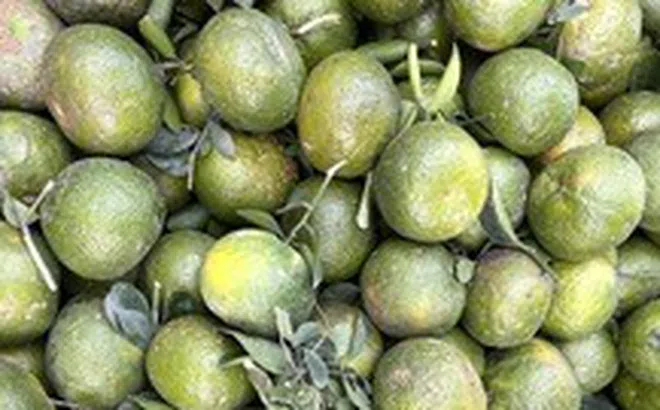 Mùa thi uống nước cam 'giải tỏa căng thẳng' trong học hành?