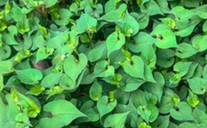 Nước ép rau diếp cá chữa bệnh, giải nhiệt mùa hè