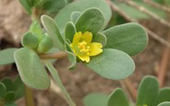 Lợi ích bất ngờ của rau sam: chữa ghẻ ngứa hắc lào, kiết lỵ, giun sán, tiểu buốt...