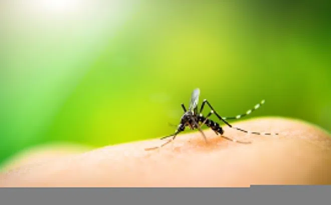 Nhận diện loài muỗi gây bệnh sốt rét