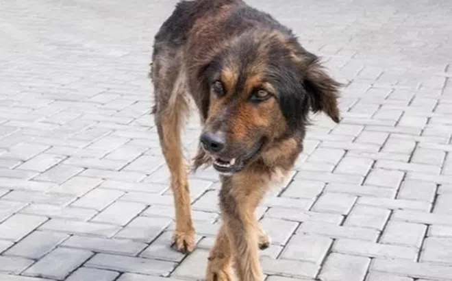 Chó dại lao vào nhà cắn người ở Đồng Nai