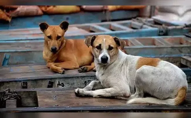 Nhiều người vẫn chủ quan trước bệnh dại