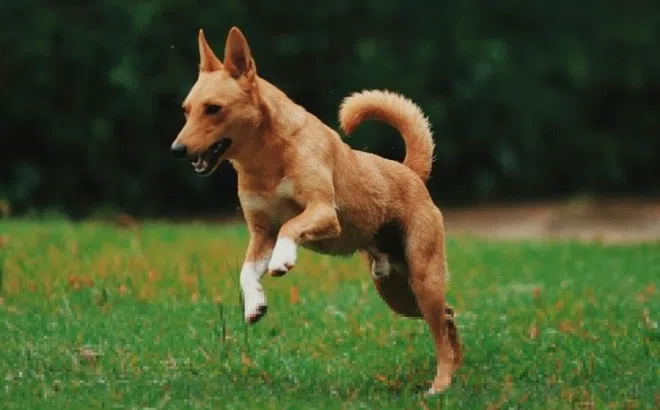 Hiểm họa từ nuôi chó thả rông