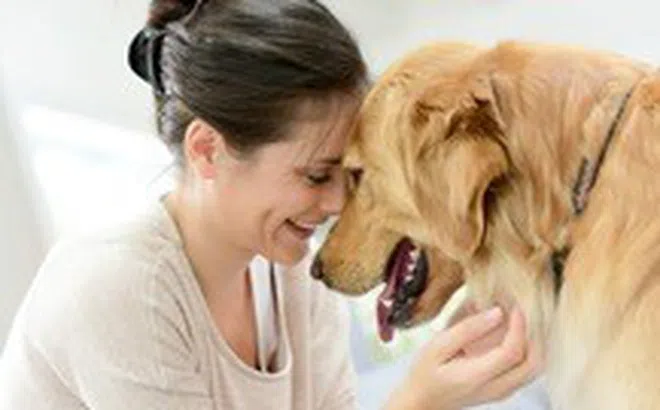 Vượt qua đau buồn và trầm cảm khi mất thú cưng