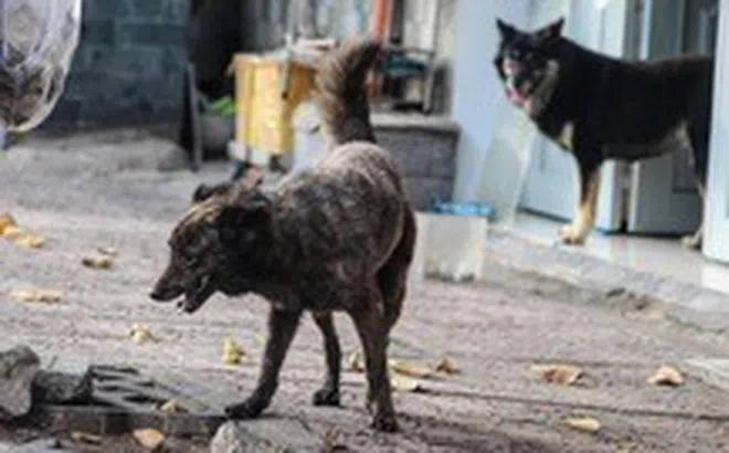 Người đàn ông lên cơn dại, chết sau 2 tháng bị chó cắn