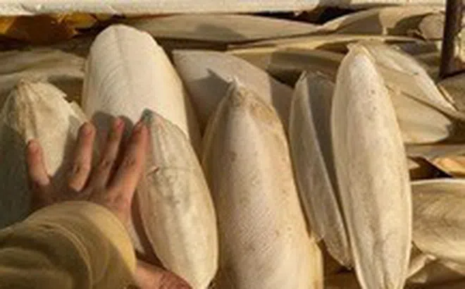Mai mực hot trend trên mạng xã hội, có thực sự chữa đau dạ dày?