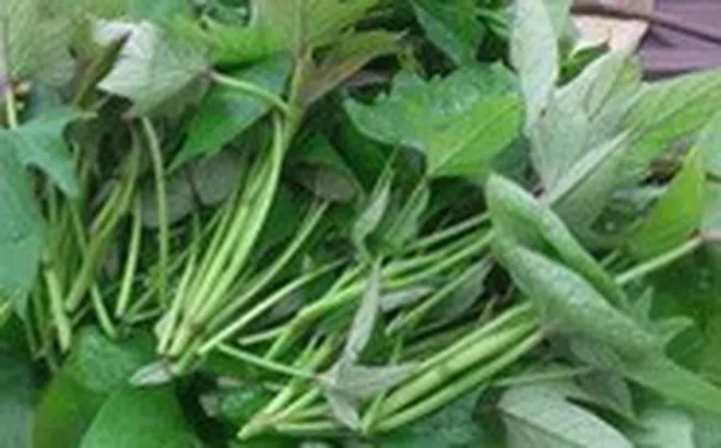 Rau lang 'thần dược' chữa nhiều bệnh, nhưng ăn sai sẽ nguy hại
