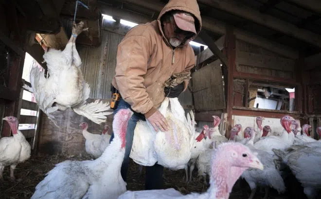 Hơn 23 loài động vật có vú tại Mỹ nhiễm virus cúm gia cầm H5N1