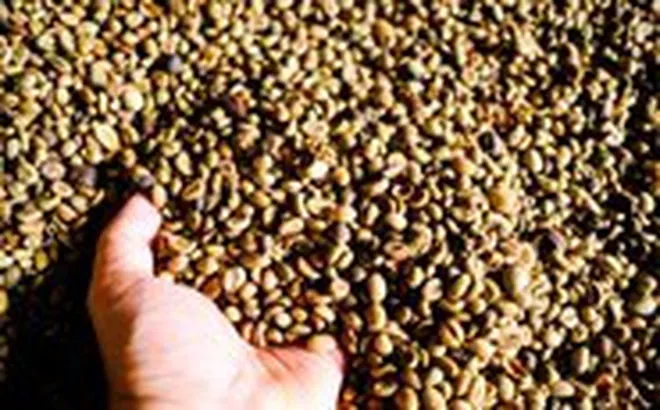 Thói quen uống cà phê, trà không khoa học có thể gây ức chế hấp thu sắt