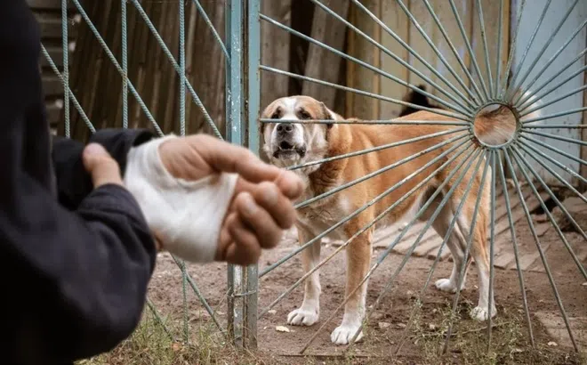 Ngoài virus dại, điều gì xảy ra khi bị chó cắn?