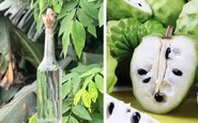 Có nên dùng rượu ngâm hạt na để điều trị chấy?