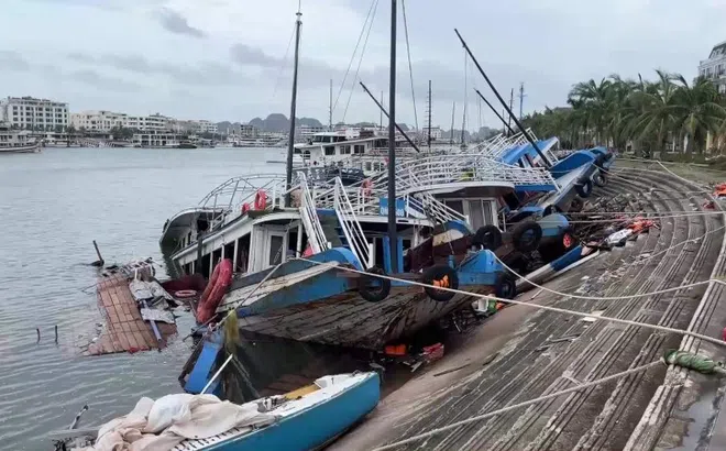 Hơn 20 tàu du lịch Hạ Long chìm vì bão Yagi
