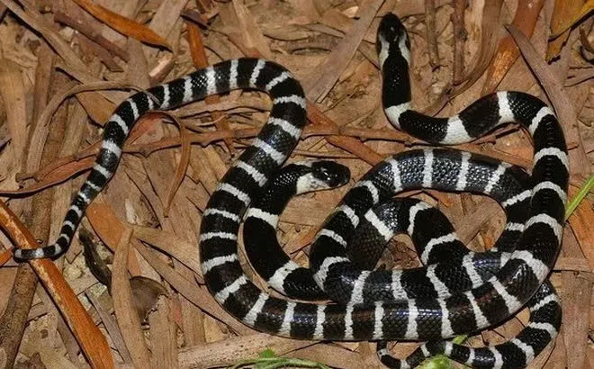 Gia tăng người bị rắn độc, rết cắn khi dọn nhà sau bão Yagi