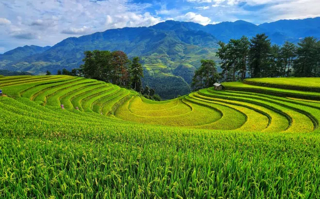 10 điểm check in ở Mù Cang Chải mùa lúa chín