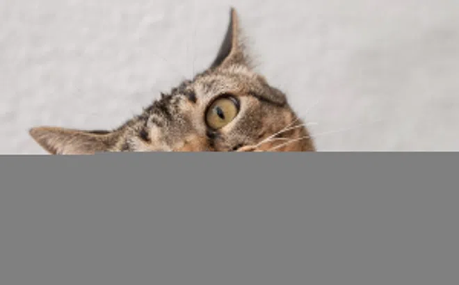 Người đàn ông không qua khỏi sau một năm bị mèo cắn