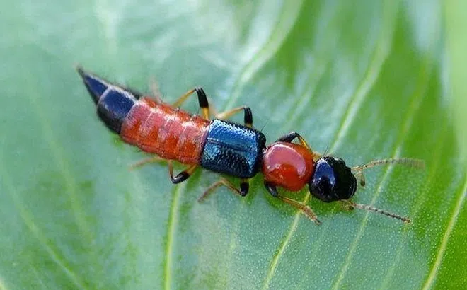 Điều tuyệt đối không nên làm khi tiếp xúc kiến ba khoang