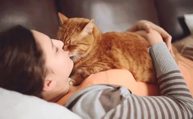 Mang mèo hoang về nuôi, cả gia đình bị nhiễm nấm da