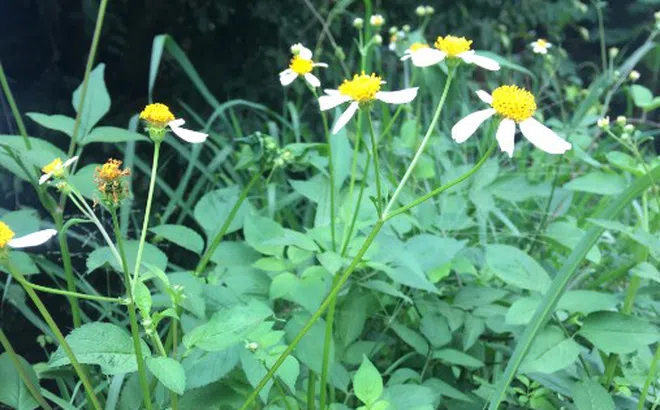 Rau dại xuyến chi có tác dụng hỗ trợ chữa trị nhiều bệnh