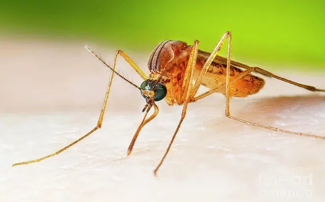 Thêm một trường hợp mắc viêm não Nhật Bản tại Đắk Lắk