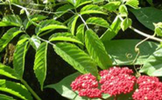 Cây gối hạc, vị thuốc nam quý chữa nhiều bệnh