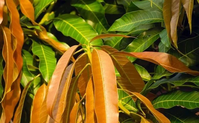 Loại lá từ cây ăn quả nhiều người mê giúp trị loét dạ dày