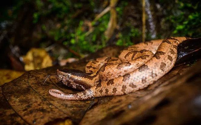Rắn độc trú trong nhà cắn người phụ nữ nguy kịch
