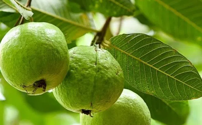 5 lý do để thêm ổi và lá ổi vào chế độ ăn