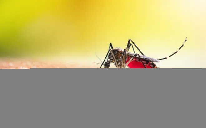 Sốt xuất huyết - không để ‘chuyện muỗi’ làm lớn