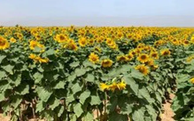 Dùng dầu ăn nào để chiên rán, dầu nào trộn salad thì tốt cho sức khỏe?