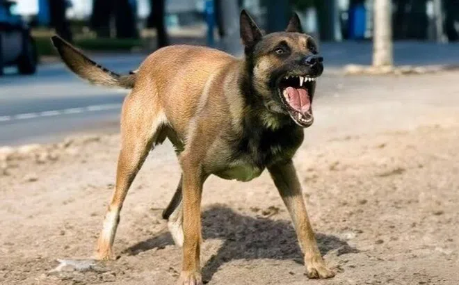 Người đàn ông mất mạng sau một năm bị chó lạ cắn