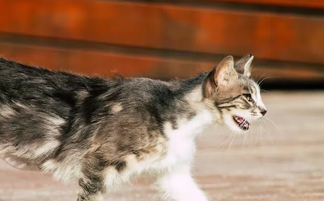 Sau 2 năm bị mèo cắn, người phụ nữ mất mạng