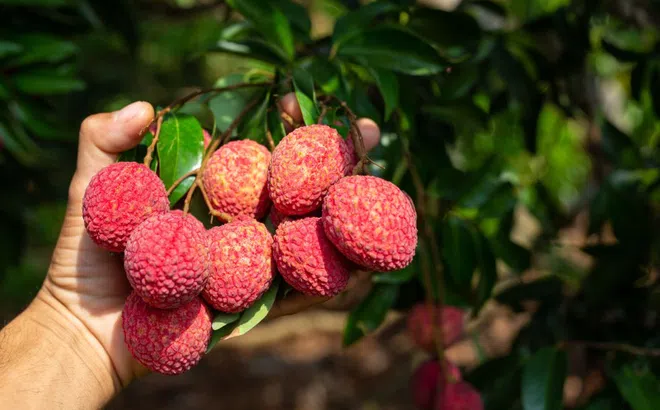 5 lợi ích không ngờ từ trái vải