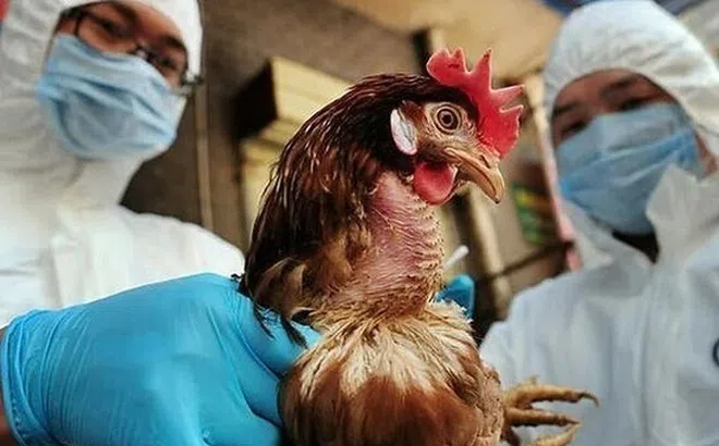 Đắk Lắk phát hiện ổ dịch cúm A (H5N1), tiêu hủy hàng trăm con gà